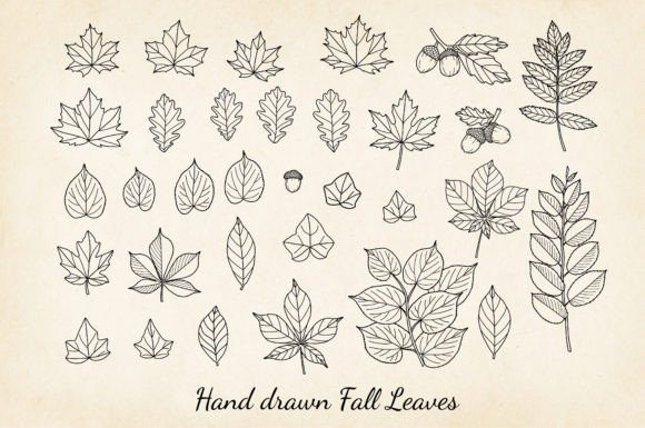 Download Fall Leaves Vector - Leaves Collection